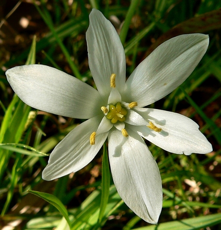 {Ornithogalum umbellatum}